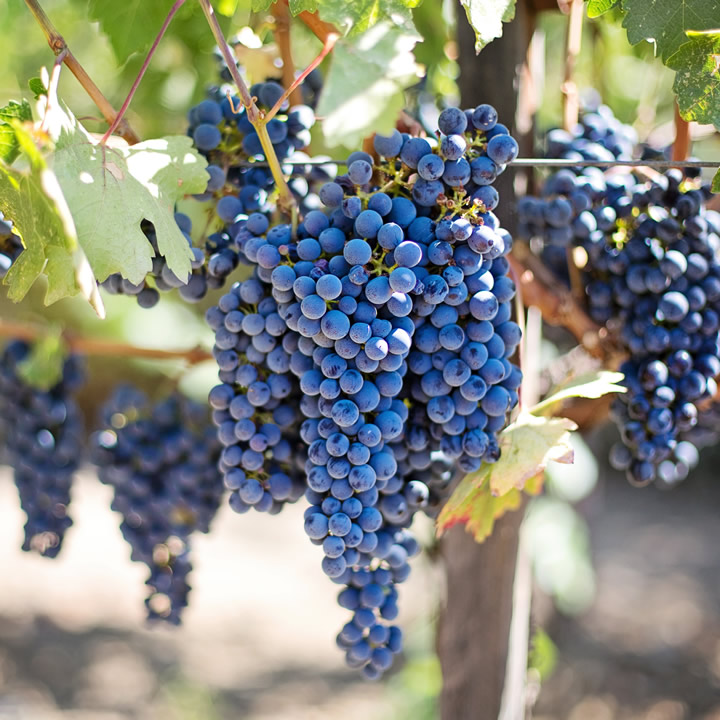 VINO CABERNET SAUVIGNON